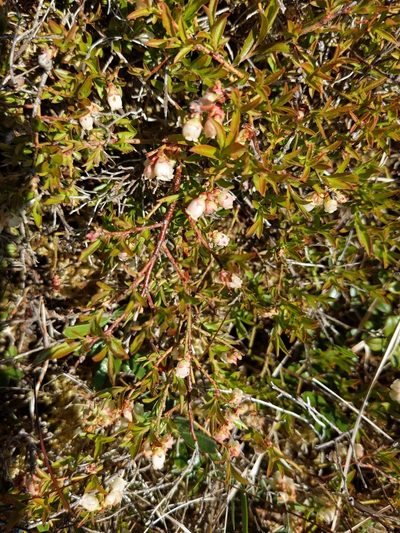 Vaccinium boreale, photographed by Tyler Smith