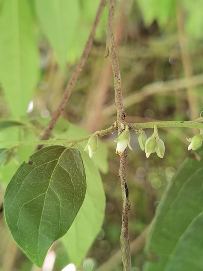 Diospyros acapulcensis, photographed by Eduardo Chacón Madrigal
