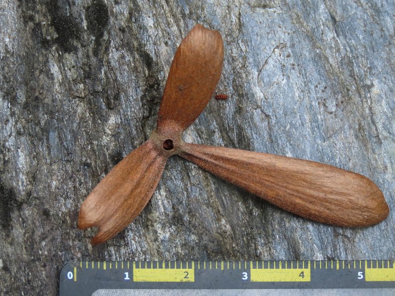 Hiptage benghalensis, photographed by chiuluan