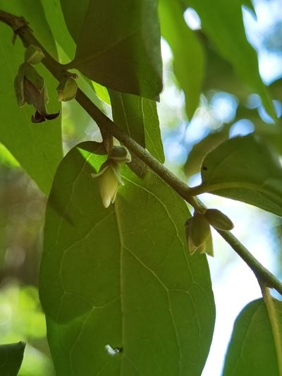 Diospyros acapulcensis, photographed by Eduardo Chacón Madrigal