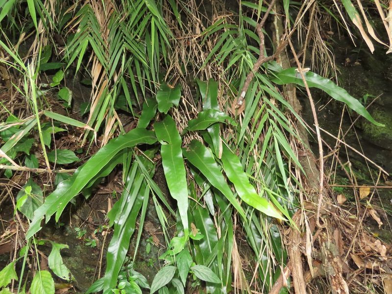 Microsorum punctatum, photographed by chiuluan
