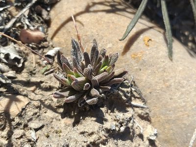 Crassula nudicaulis, photographed by kevin koen
