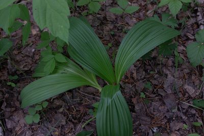 Veratrum nigrum, photographed by Нурхайдарова Татьяна