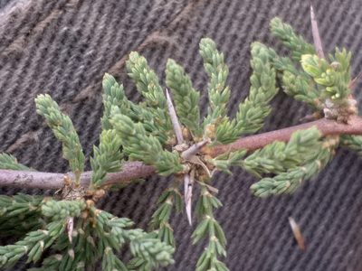 Asparagus capensis, photographed by kevin koen