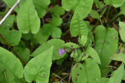 Pulmonaria obscura, photographed by Марина Садыкова