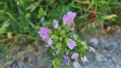 Malva moschata, photographed by Julien Lepage