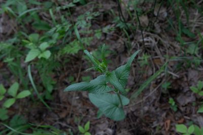 Phlomoides tuberosa, photographed by Нурхайдарова Татьяна
