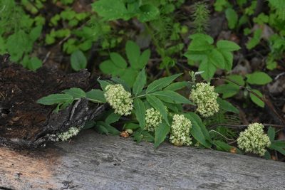 Sambucus racemosa, photographed by Марина Садыкова
