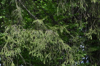 Picea abies, photographed by Марина Садыкова