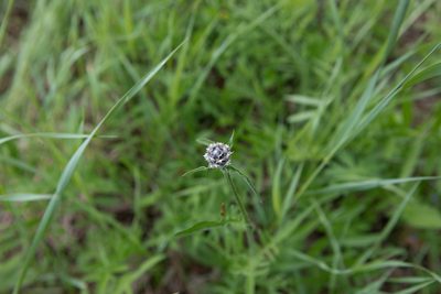 Centaurea scabiosa, photographed by Нурхайдарова Татьяна
