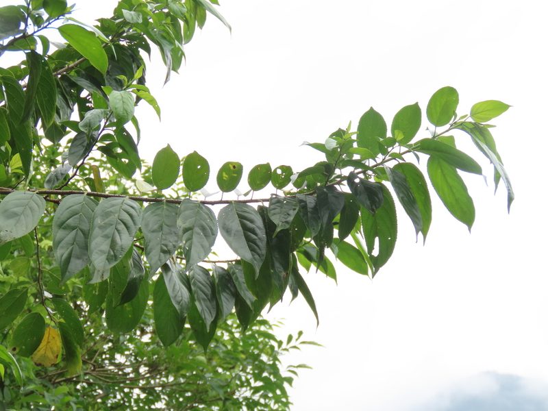 Rhamnus formosana, photographed by chiuluan