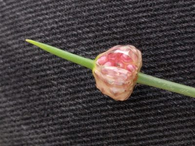 Allium vineale, photographed by Michel Langeveld