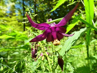 Aquilegia atrata, photographed by Norrland