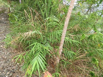 Arundo formosana, photographed by chiuluan