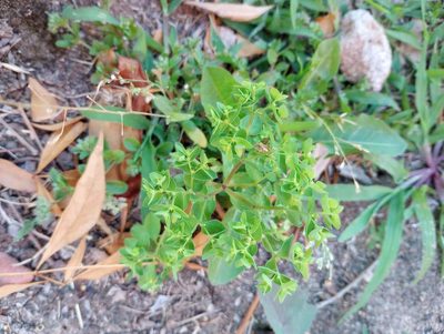 Euphorbia peplus, photographed by Michele Jones