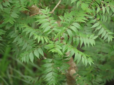 Pistacia chinensis, photographed by chiuluan