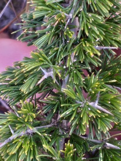 Asparagus mariae, photographed by kevin koen