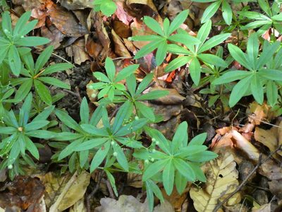 Galium odoratum, photographed by Norrland