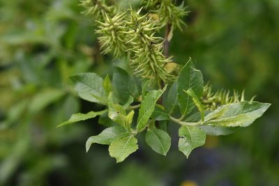 Salix myrsinifolia, photographed by Марина Садыкова