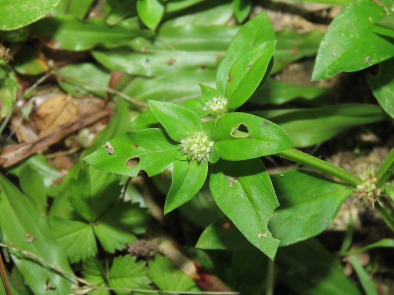 Spermacoce exilis, photographed by chiuluan