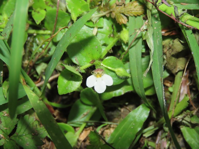 Yamazakia pusilla, photographed by chiuluan