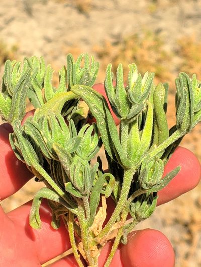 Aizoanthemopsis hispanica