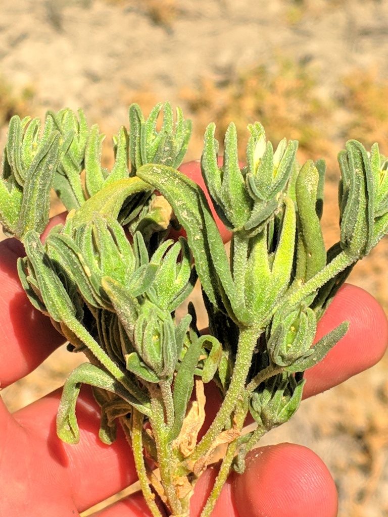 Aizoanthemopsis hispanica, photographed by Denys Vynokurov