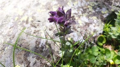 Bartsia alpina, photographed by Philipp