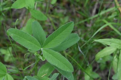 Trifolium medium, photographed by Марина Садыкова