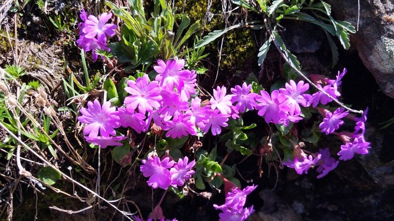 Primula integrifolia, photographed by Philipp