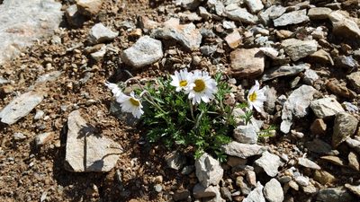 Leucanthemopsis alpina, photographed by Philipp
