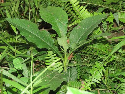 Elephantopus mollis, photographed by chiuluan