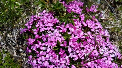 Silene acaulis, photographed by Philipp
