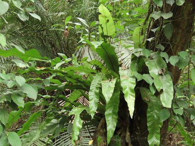Asplenium nidus, photographed by chiuluan