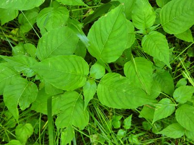 Circaea lutetiana, photographed by Norrland