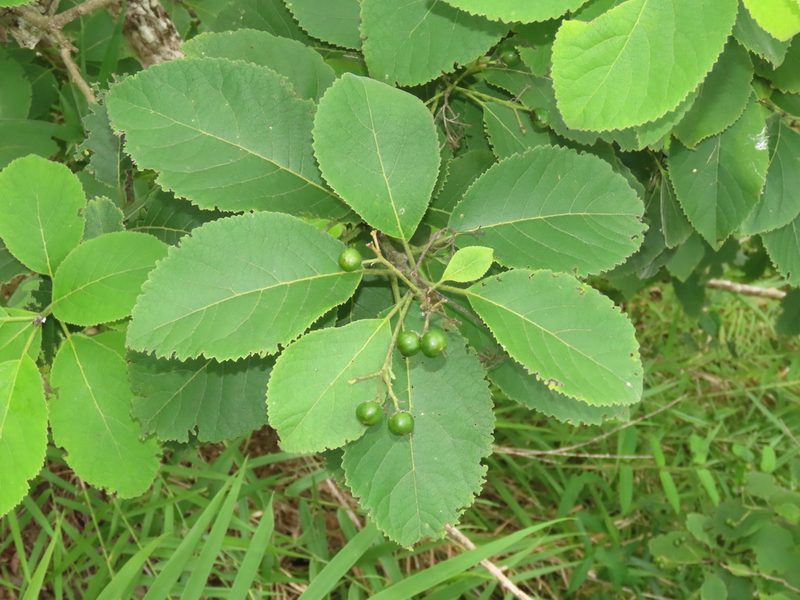 Ehretia dicksonii, photographed by chiuluan