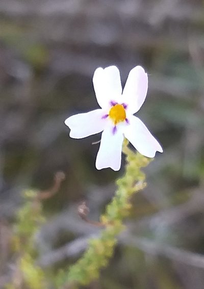 Jamesbrittenia argentea, photographed by kevin koen