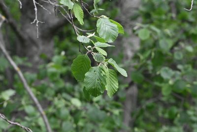 Alnus incana, photographed by Марина Садыкова