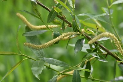 Salix triandra, photographed by Марина Садыкова