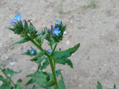 Anchusa arvensis, photographed by Josep Gesti