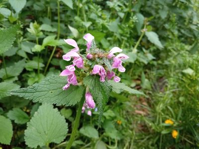Lamium maculatum, photographed by Josep Gesti