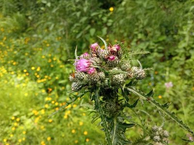Cirsium palustre, photographed by Josep Gesti