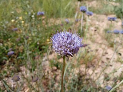 Jasione montana, photographed by Josep Gesti