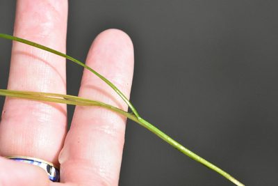 Stuckenia pectinata, photographed by Марина Садыкова