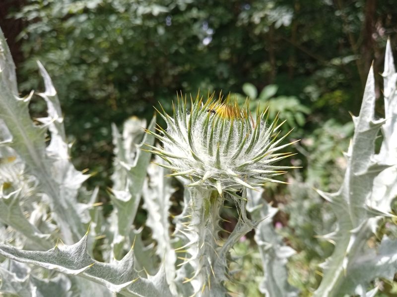 Onopordum acanthium, photographed by Josep Gesti