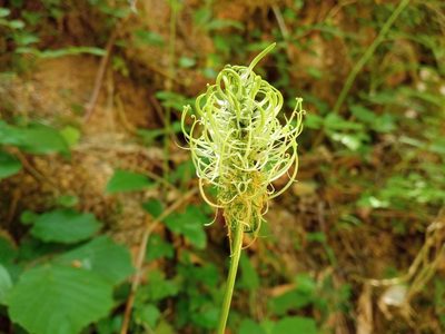 Phyteuma spicatum, photographed by Josep Gesti