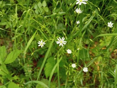 Stellaria graminea, photographed by Josep Gesti