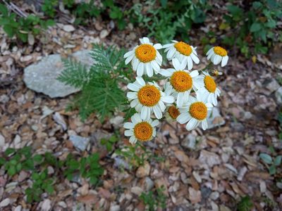 Tanacetum corymbosum, photographed by Josep Gesti