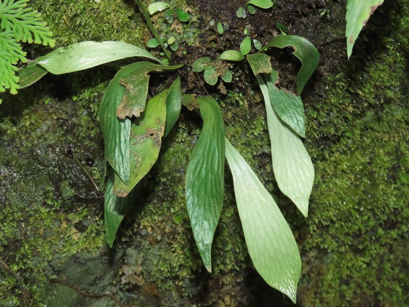 Antrophyum formosanum, photographed by chiuluan