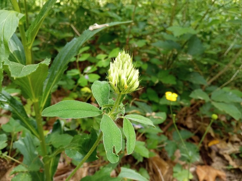 Trifolium ochroleucon, photographed by Josep Gesti